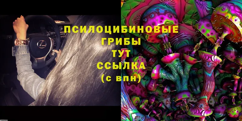 где продают   Мытищи  Галлюциногенные грибы Psilocybe 